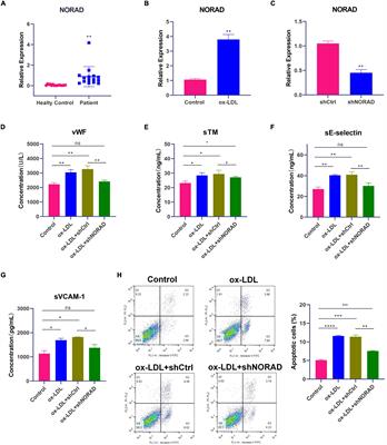 LncRNA NORAD Promotes Vascular Endothelial Cell Injury and Atherosclerosis Through Suppressing VEGF Gene Transcription via Enhancing H3K9 Deacetylation by Recruiting HDAC6